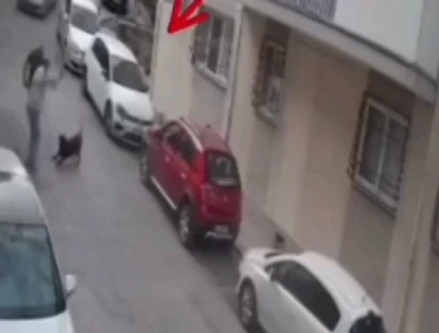 İzmir’de köpeğe kemerli şiddet
