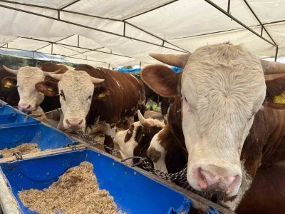 İzmir&rsquo;de kurban pazarları kurulmaya başladı
