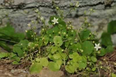 İzmir&rsquo;de yeni bitki t&uuml;r&uuml; keşfedildi
