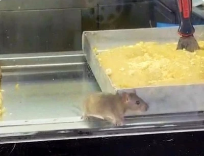 İzmir&rsquo;den iğren&ccedil; g&ouml;r&uuml;nt&uuml;: B&ouml;rek tezgahlarında fare cirit attı
