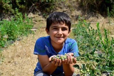 İzmir’in ilk toprağa dikim yaban mersini hasat edildi
