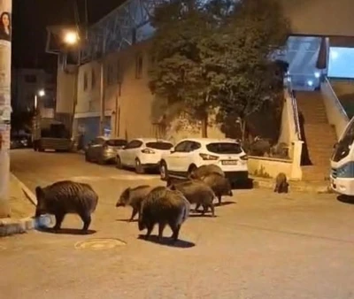 İzmir, sokaklarında domuz s&uuml;r&uuml;leri ile doğal yaşam parkına d&ouml;nd&uuml;

