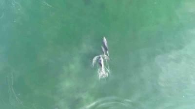 İzmit Körfezi’nde yunusların muhteşem dansı
