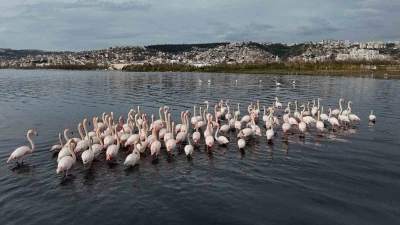 İzmit K&ouml;rfezi&rsquo;ne flamingo akını, sayıları katlandı
