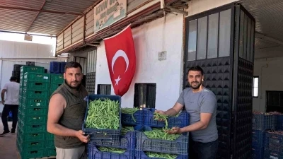 İznik&rsquo;te Nazende fasulyesinde ilk hasat başladı, &uuml;retici fiyatlardan memnun
