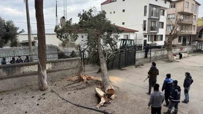 İznik&rsquo;te okulların tatil olması faciayı &ouml;nledi..Dev ağa&ccedil; okul bah&ccedil;esine devrildi
