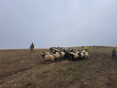 Jandarma arazide kaybolan küçükbaş hayvanları bularak sahibine teslim etti
