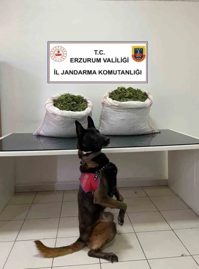 Jandarma’dan uyuşturucu operasyonu
