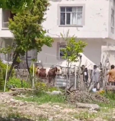 Ka&ccedil;an kurbanlık iğne vurularak yakalandı
