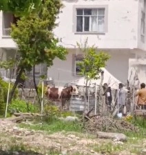 Ka&ccedil;an kurbanlık iğne vurularak yakalandı