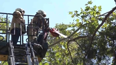 Kadıköy’de kuvvetli rüzgar ağacı kırdı
