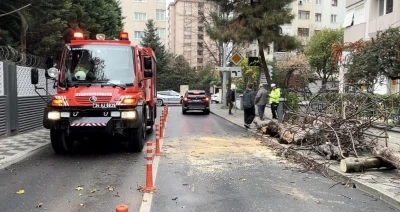 Kadık&ouml;y&rsquo;de yola devrilen ağa&ccedil; paniğe neden oldu
