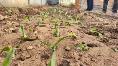 Kadın üreticilere salep fidesi dağıtıldı
