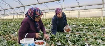 Kadınlar G&uuml;n&uuml;n&uuml; tarlada &ccedil;alışarak kutladılar
