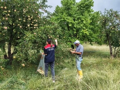 Kağızman’da elma bahçelerinde Pestisit denetimi
