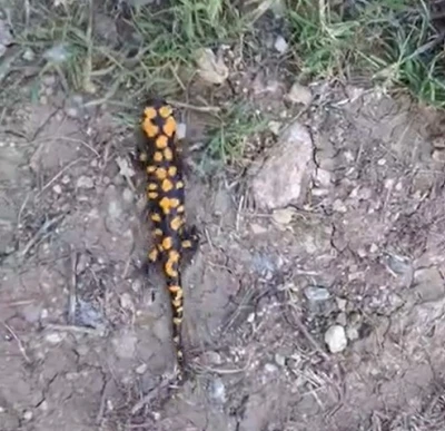 Kahramanmaraş&rsquo;ta benekli semender g&ouml;r&uuml;nt&uuml;lendi
