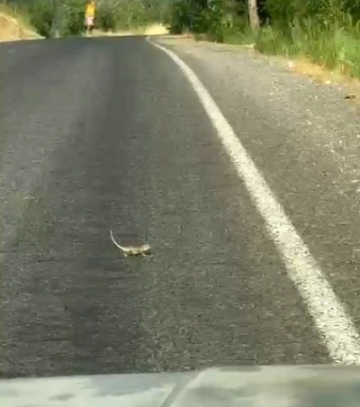 Kahramanmaraş&rsquo;ta bukalemuna yol veren s&uuml;r&uuml;c&uuml; g&uuml;ld&uuml;rd&uuml;
