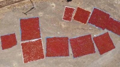 Kahramanmaraş’ta coğrafi işaretli biberde hasat başladı
