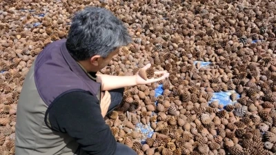 Kahramanmaraş&rsquo;ta kızıl&ccedil;am tohumları sahaya hazırlanıyor
