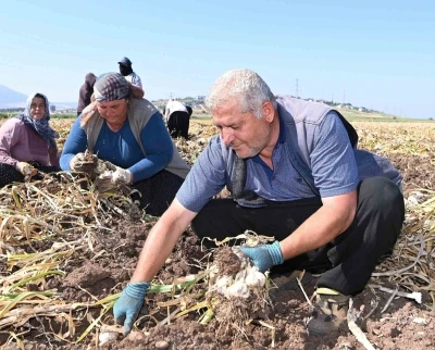 Kahramanmaraş&rsquo;ta sarımsak hasadı: Yılda 17 bin ton &uuml;retimi yapılıyor
