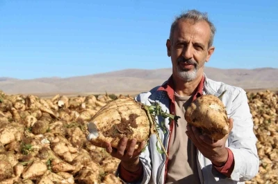 Kahramanmaraş’ta şeker pancarı sökümü başladı
