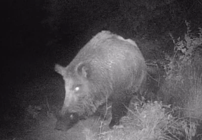 Kahramanmaraşlı doğa tutkunu genç fotokapanla yaban hayatını görüntülüyor
