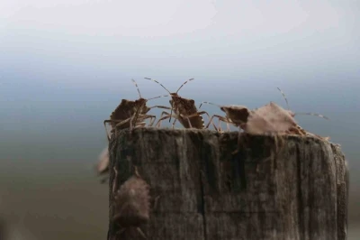 Kahverengi kokarca böceği toruna hasret bıraktı: &quot;Böcekler olmasa gelecekler ama korkuyorlar&quot;
