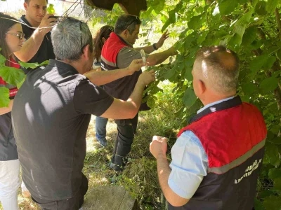 Kahverengi kokarca ile m&uuml;cadelede samuray arıcıkları doğaya salındı
