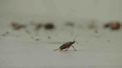 Kahverengi kokarca istilası vatandaşları tedirgin ediyor
