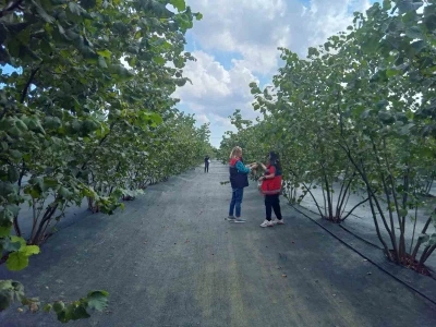 Kahverengi kokarca mücadelesinde yeni hamle
