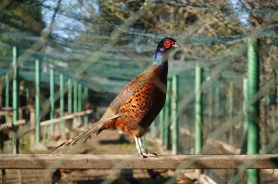 Kahverengi kokarca savaşçıları: 2025’te 3 bin sülün doğaya salındı
