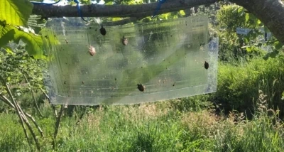 Kahverengi kokarcalar i&ccedil;in feromon tuzaklar yenileniyor
