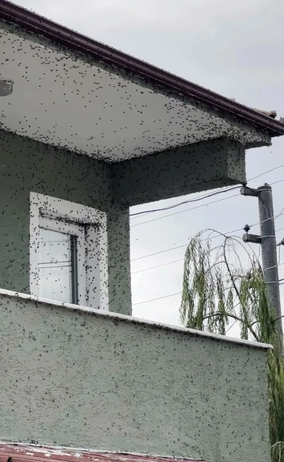 Kahverengi kokarcaların sardığı bina adeta renk değişti
