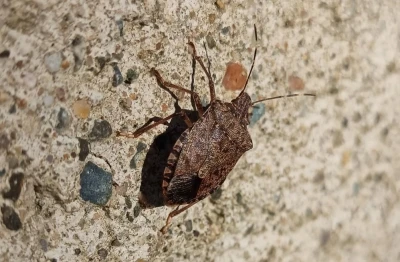 Kahverengi kokarcanın kışlaklara yönelme tehlikesi
