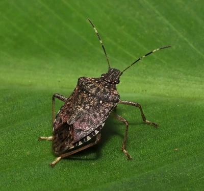 Kahverengi kokarcaya karşı zehirli mantarlarla biyolojik mücadele yürütülecek
