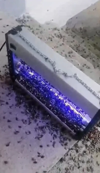 Kahverengi kokarcaya ultraviyole çözüm
