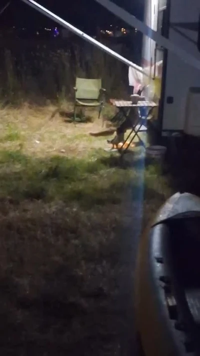 Kamp alanına giren hırsız tilki kameraya yakalandı
