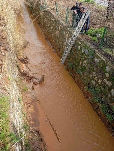 Kanala d&uuml;şen k&ouml;peği itfaiye ekipleri kurtardı
