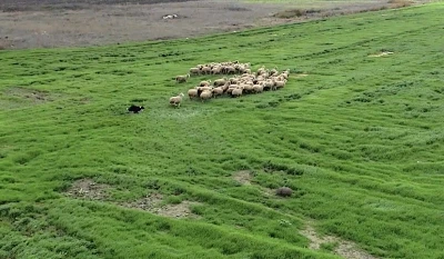 Kangal ve akbaştan sonra &ccedil;obanlara hareketli ve heyecanlı yeni bir yardımcı geliyor

