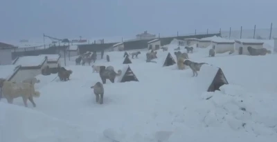 Kangallarını beslemek i&ccedil;in yola &ccedil;ıktı, &ccedil;iftliğe vardığında g&ouml;zlerine inanamadı
