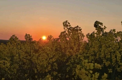 Kanola tarlalarında g&uuml;n batımı manzarası
