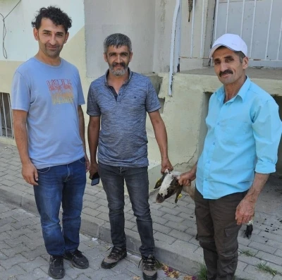 Kapılara toslayan kuzunun sahibi k&uuml;pesinden bulundu
