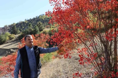 Kaplaç Ağaçları doğayı kırmızıya boyadı
