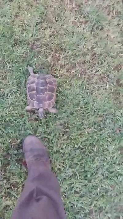 Kaplumbağa ve bahçıvanın dostluğu kıskandırdı
