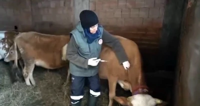 Kar altında şap seferberliği
