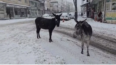 Kar altındaki eşekleri &ccedil;iftliğine g&ouml;t&uuml;r&uuml;p besledi
