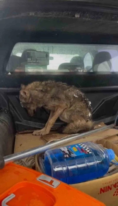 Kar nedeniyle a&ccedil; kalan kurt, k&ouml;pek barınağına sığındı
