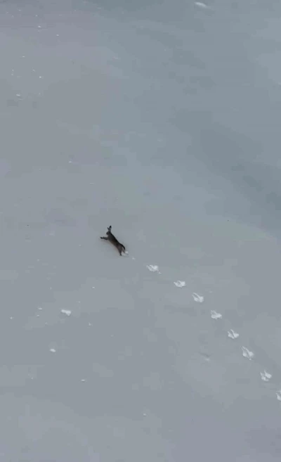 Kar &uuml;zerinde koşan yaban tavşanı g&ouml;r&uuml;nt&uuml;lendi
