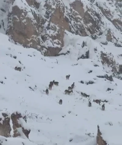 Kar &uuml;zerinde otlanan dağ ke&ccedil;ileri s&uuml;r&uuml; halinde g&ouml;r&uuml;nt&uuml;lendi
