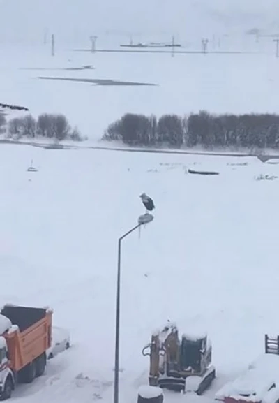 Kar ve soğuğa rağmen elektrik direğinde ayakta duran Leylek dikkat &ccedil;ekti
